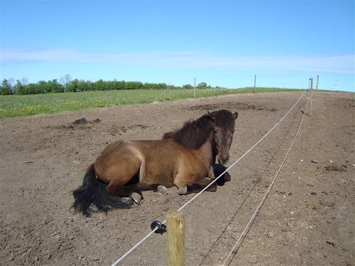 Islænder Krummi fra støvbogaard - GODNAT! <3 billede 15