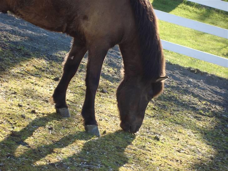 Islænder Krummi fra støvbogaard - MAAAD! <3 billede 16