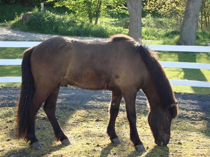 Islænder Krummi fra støvbogaard - elsker min KRØMSEN <3 billede 17
