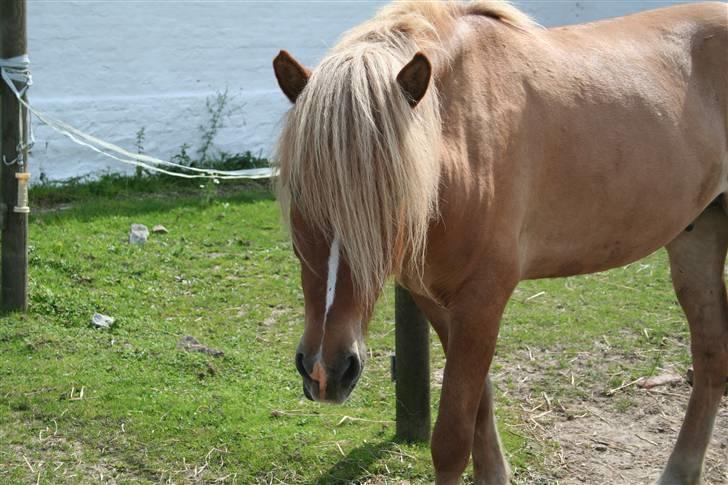 Islænder Modi fra langtved billede 1