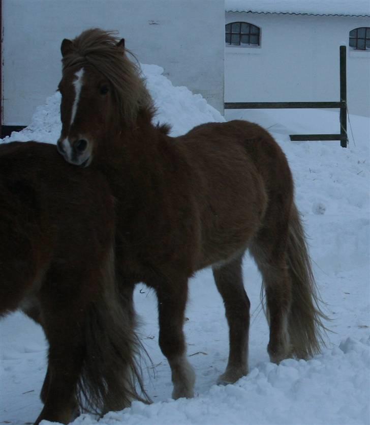 Islænder Modi fra langtved billede 2