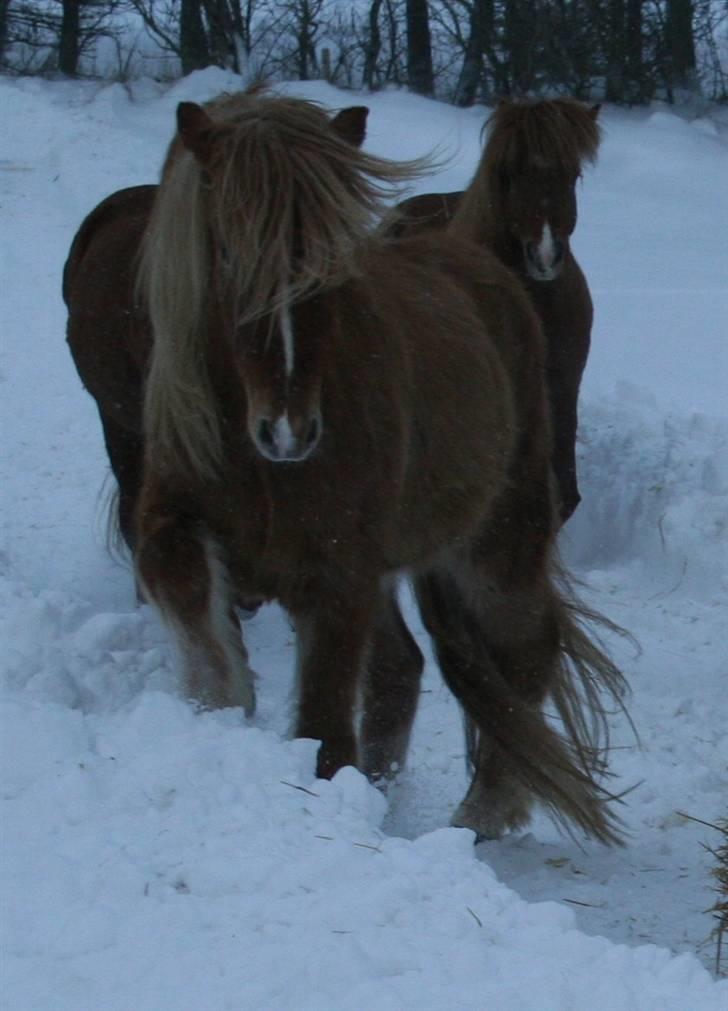 Islænder Modi fra langtved billede 3