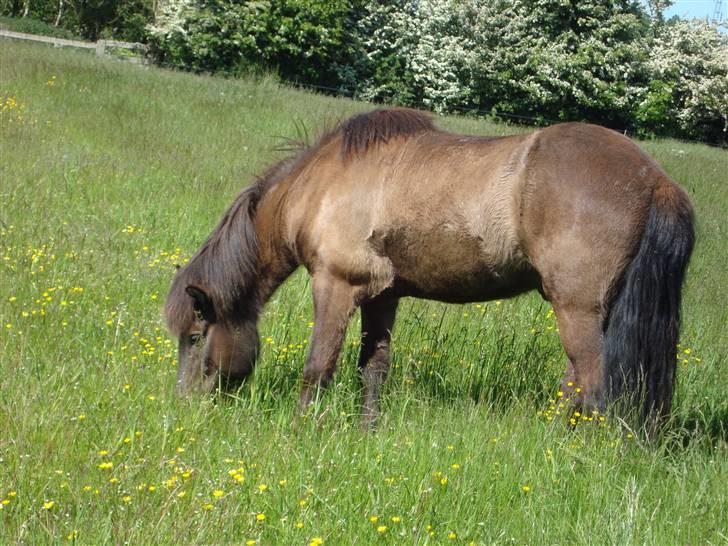 Islænder Krummi fra støvbogaard - Smukke!! <3 billede 18