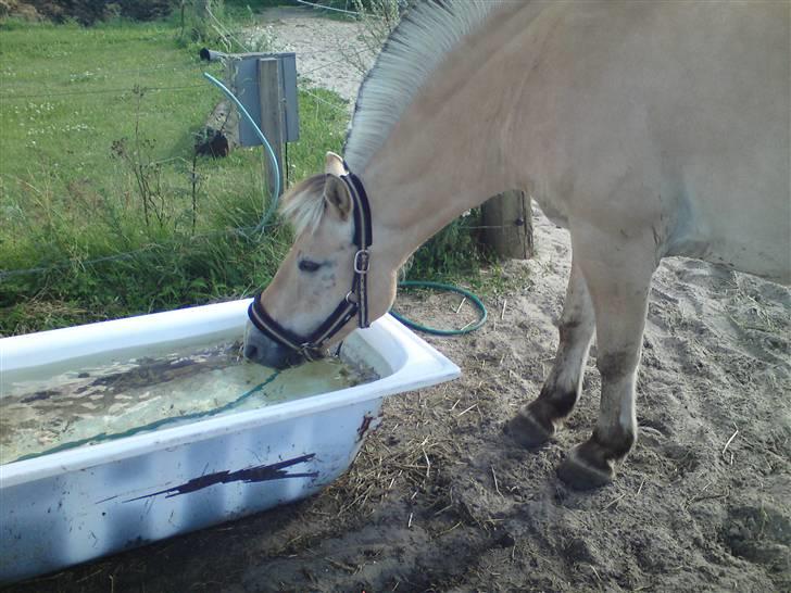 Fjordhest Rune Åby Farvel Min Skat. - det er godt med noget koldt vand når det er varmt og man lige har været ude og lave noget.. billede 2
