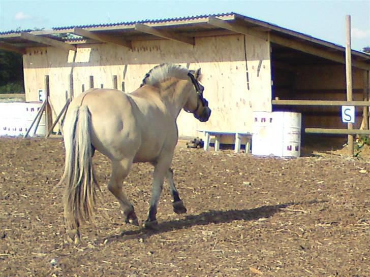 Fjordhest Rune Åby Farvel Min Skat. - hvis jeg nu løber ned i den anden ende kan det være hun ikke vil tage billeder alligevel.. billede 3