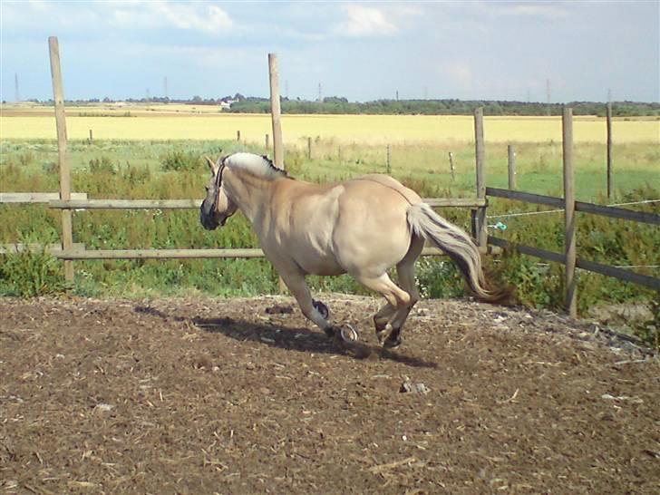 Fjordhest Rune Åby Farvel Min Skat. - tis hun bliver ved.. billede 4