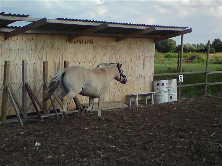 Fjordhest Rune Åby Farvel Min Skat. - okay nu det nok nu løber jeg ned og springer over hegnet.. (og det gjor han faktisk nårde bare ikke at tage billedet).. billede 5