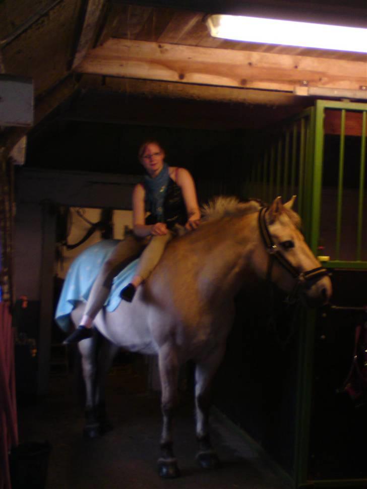 Fjordhest Rune Åby Farvel Min Skat. - okay det her kan jeg godt lide, et bad et tæppe og hygge med dig;D men se der kom en har hun mon mad til mig?? billede 6