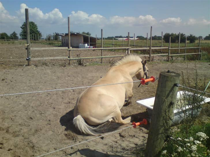 Fjordhest Rune Åby Farvel Min Skat. - det klør altså sådan ahhhh det var bedre.. billede 7
