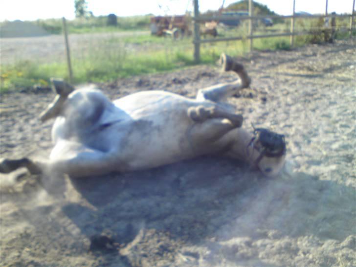Fjordhest Rune Åby Farvel Min Skat. - haha førs bliver man vasket så får man et tyndt tæppe på for at tørre, så hygger vi og tilsids bliver jeg lukket ud også ruller jeg mig i sandet:D billede 8