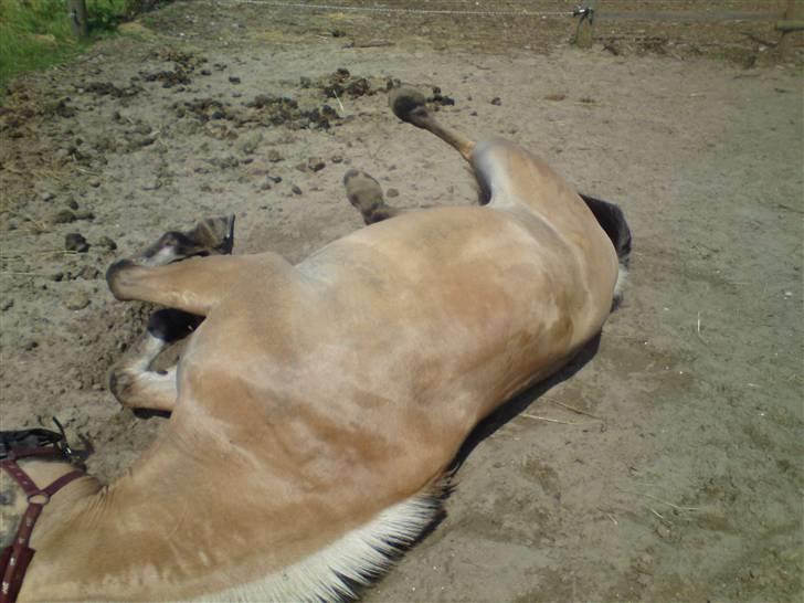 Fjordhest Rune Åby Farvel Min Skat. - se mig jeg kan også spille død.. der fik jeg jer!! billede 9
