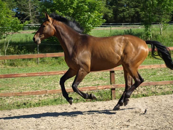 Dansk Varmblod Bruselius´s Tjit (SOLGT) billede 3