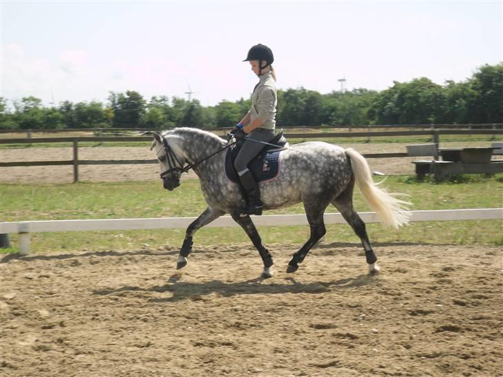 Welsh Pony (sec B) Klintholms SirJames - Træning juli-09 billede 14