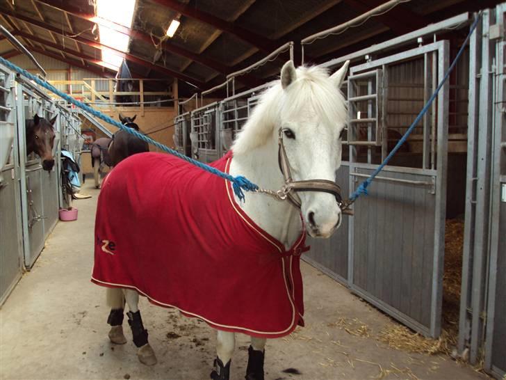 Anden særlig race snowball (solgt) - efter undervisning <33 billede 7