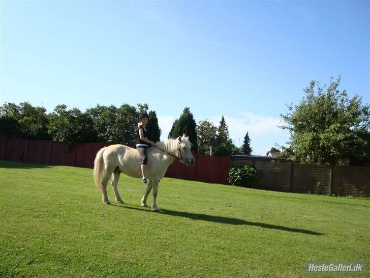 Fjordhest Fjordlys Armani + RIP + billede 15