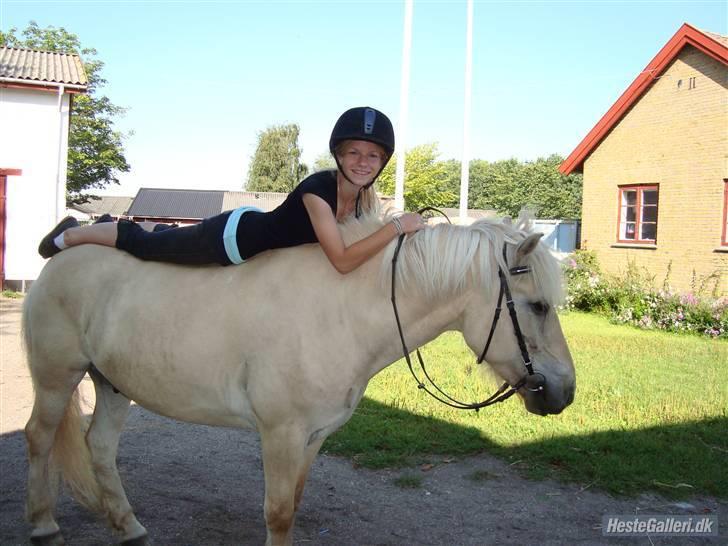 Fjordhest Fjordlys Armani + RIP + billede 16