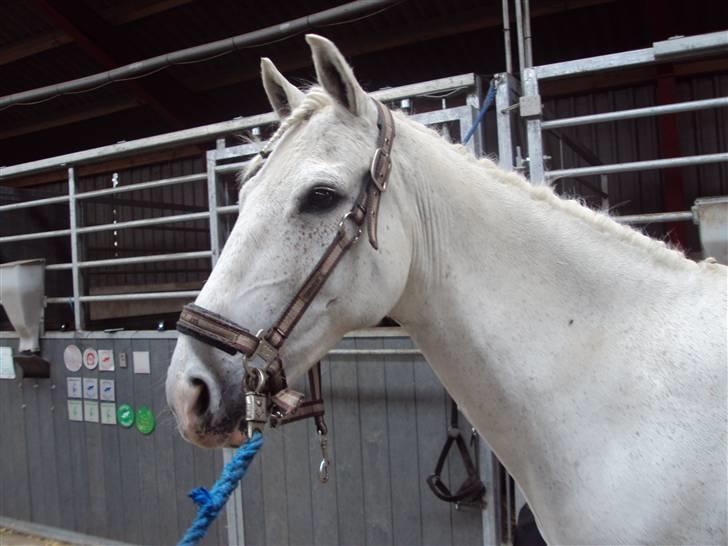 Anden særlig race snowball (solgt) - efter jeg blev flettet<3 billede 11