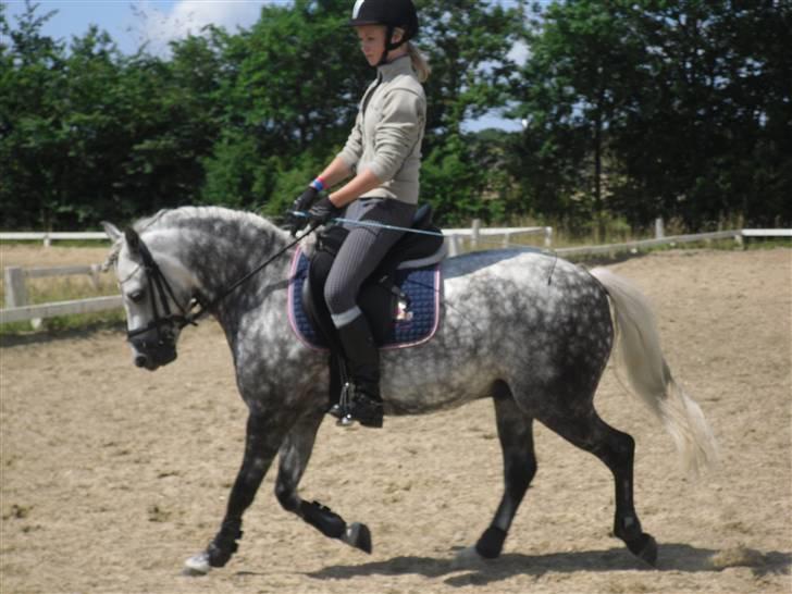 Welsh Pony (sec B) Klintholms SirJames - Træning juli-09 billede 15