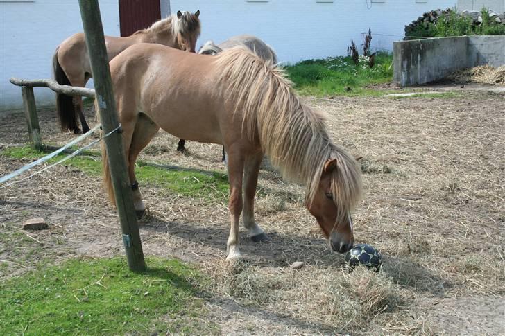 Islænder Modi fra langtved billede 4