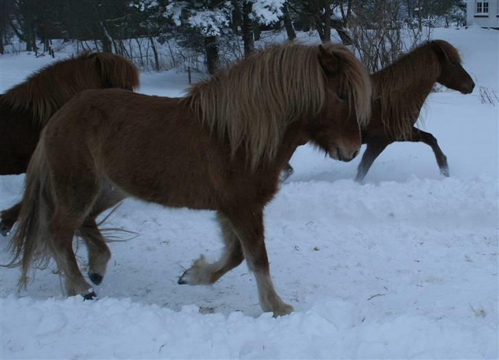 Islænder Modi fra langtved billede 5