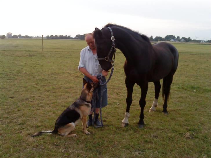 Hollandsk Varmblod Tornado - treenigheden i folden  han,hun(d) og hest - der er vist fuld kontakt billede 5