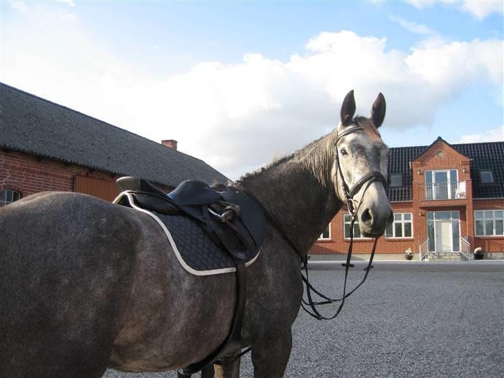 Dansk Varmblod Kærsholms Willow *solgt* - Så lækker "lille" willow er :D Foto: Mor (:    d. 3/8-09 billede 9