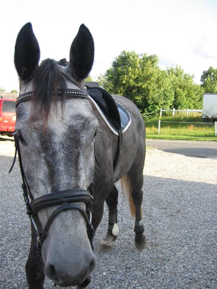 Dansk Varmblod Kærsholms Willow *solgt* - Willow efter hård dressurtime ved Jeff :P Foto: Mor ;D     d. 3/8-09 billede 10