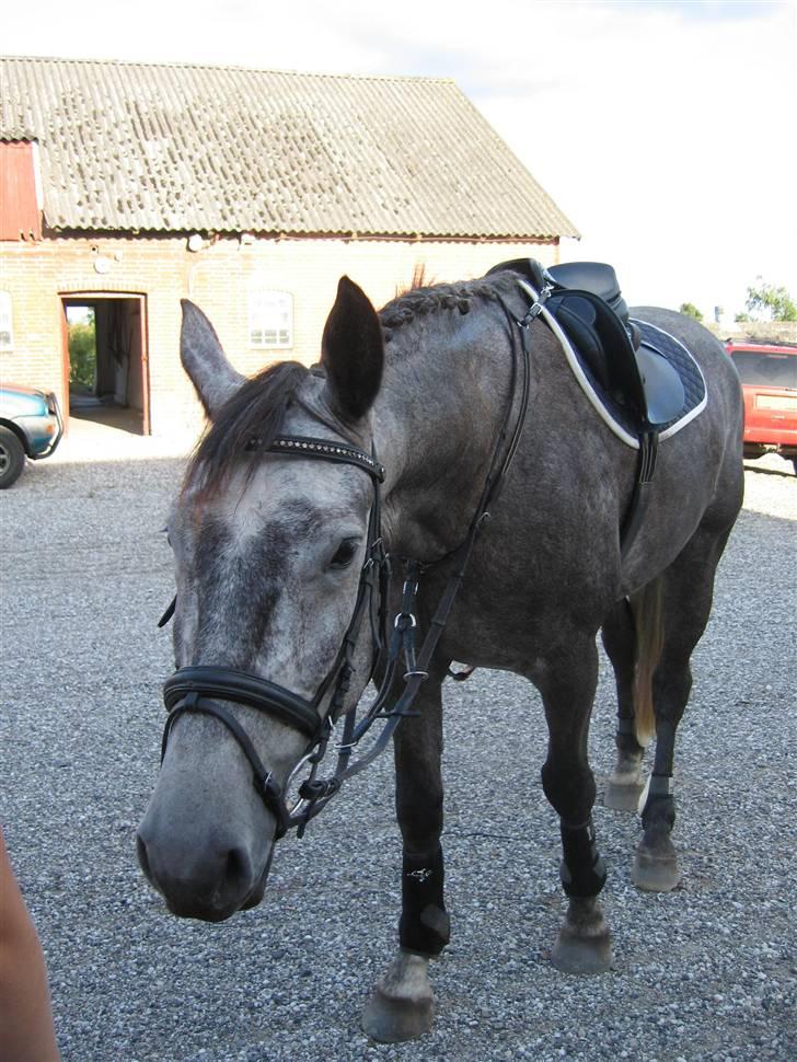 Dansk Varmblod Kærsholms Willow *solgt* - Willowdrengen søger altid efter godter :D Foto: Mor :P   d. 3/8-09 billede 11