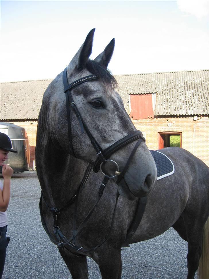 Dansk Varmblod Kærsholms Willow *solgt* - Wilsen, står og kigger efter damerne :b Foto: Mor d:    d.3/8-09 billede 12