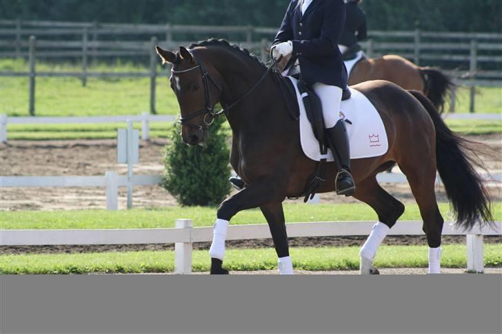 Dansk Varmblod Waldfriede billede 11