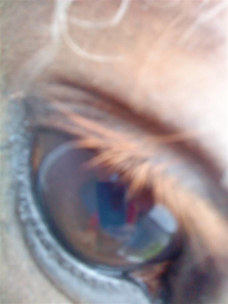 Anden særlig race Zenta  billede 9