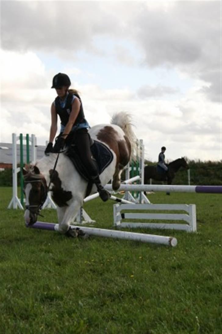 Anden særlig race Zenta  billede 10