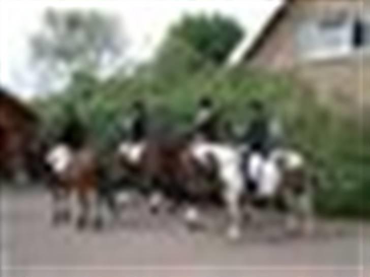 Anden særlig race Zenta  billede 11