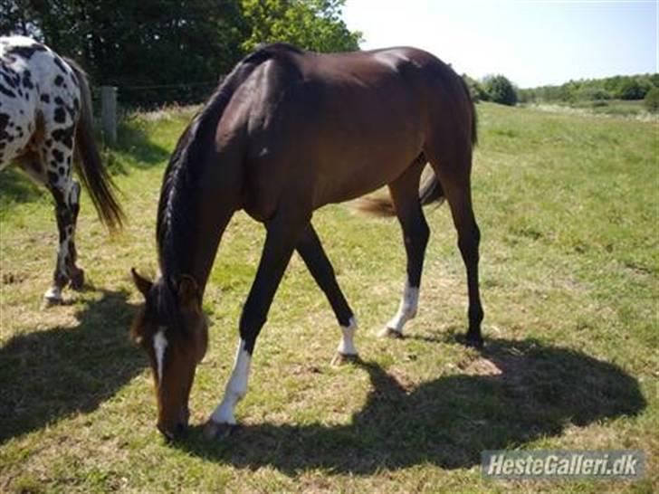 Anden særlig race Candy billede 17
