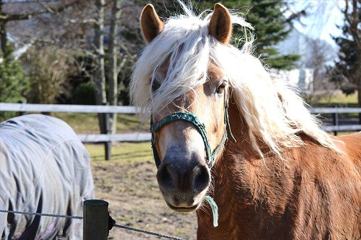 Tyroler Haflinger Whisper Elghuset - Foto: Stine Horneman Rasmussen. billede 16