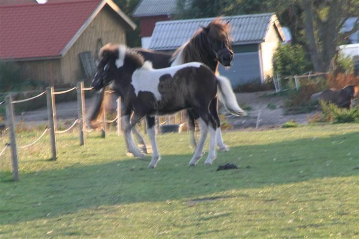 Islænder Duna Fra Ørnholm billede 8