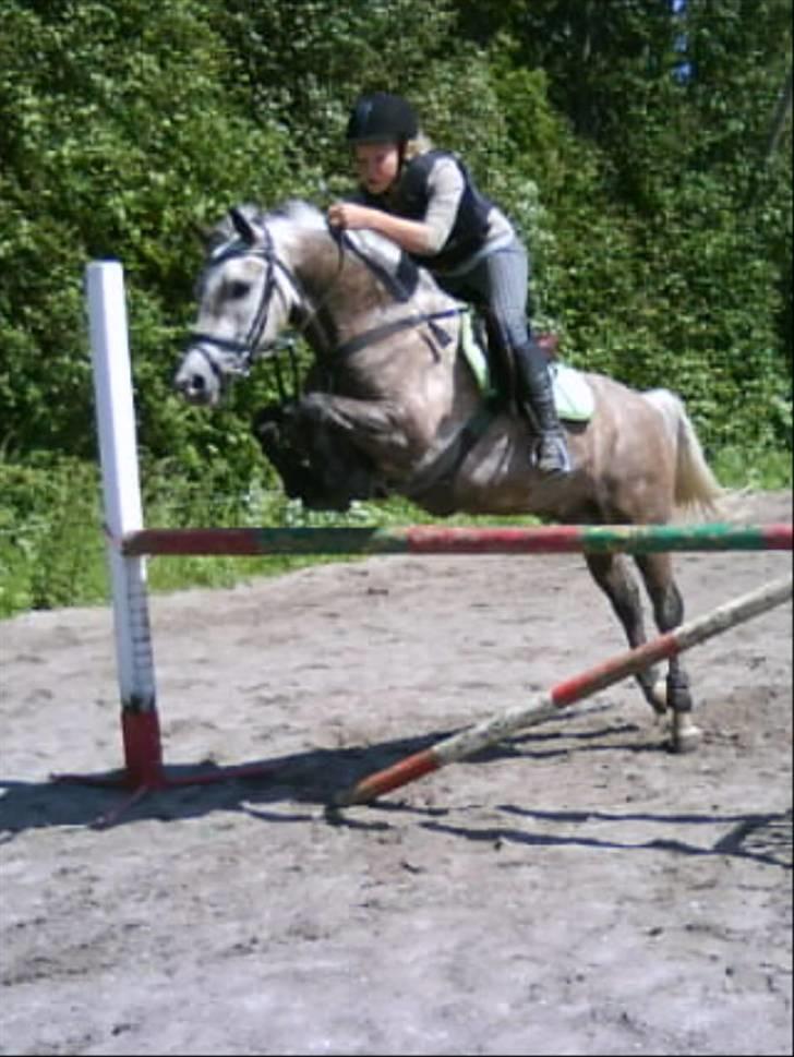 New Forest Nygaards Agurk *Solgt* - Hop lille pony <3 billede 20