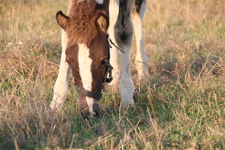 Islænder Duna Fra Ørnholm billede 9