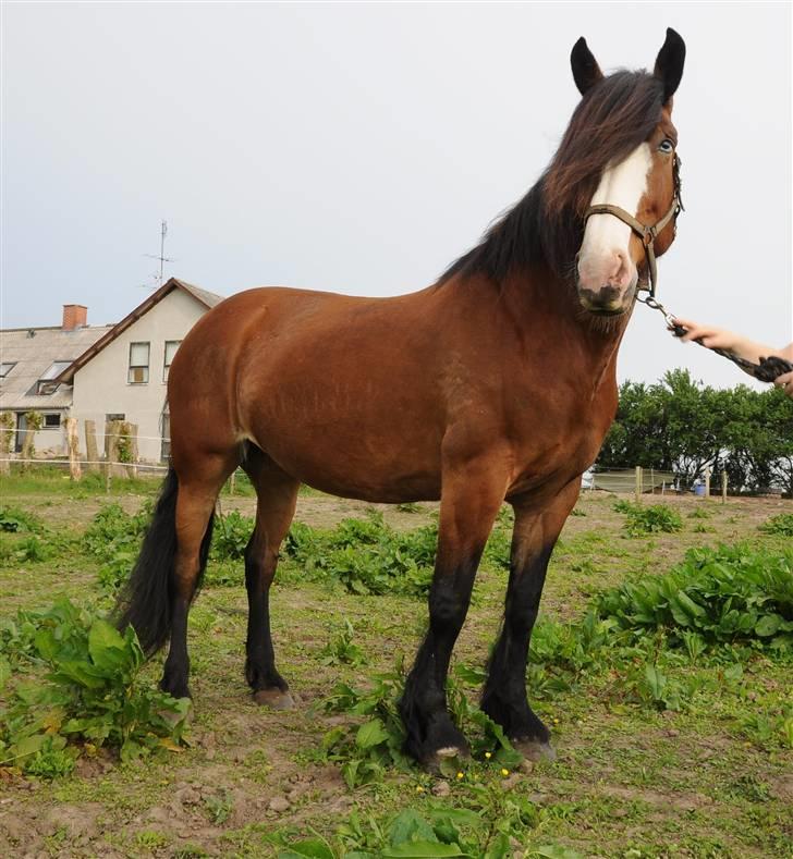 Ardenner Pallas Athene - Solgt - Stoooor pony... billede 15