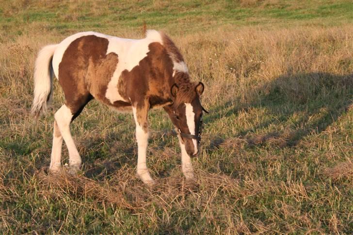 Islænder Duna Fra Ørnholm billede 10