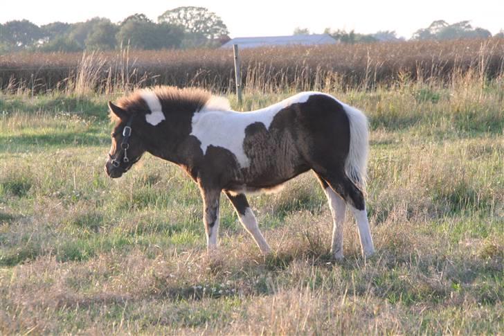 Islænder Duna Fra Ørnholm billede 11