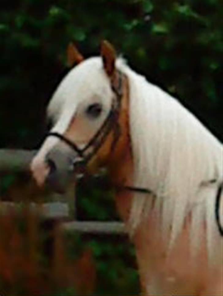 Haflinger Starlight *RIP* - <3<3<3<3<3 billede 4