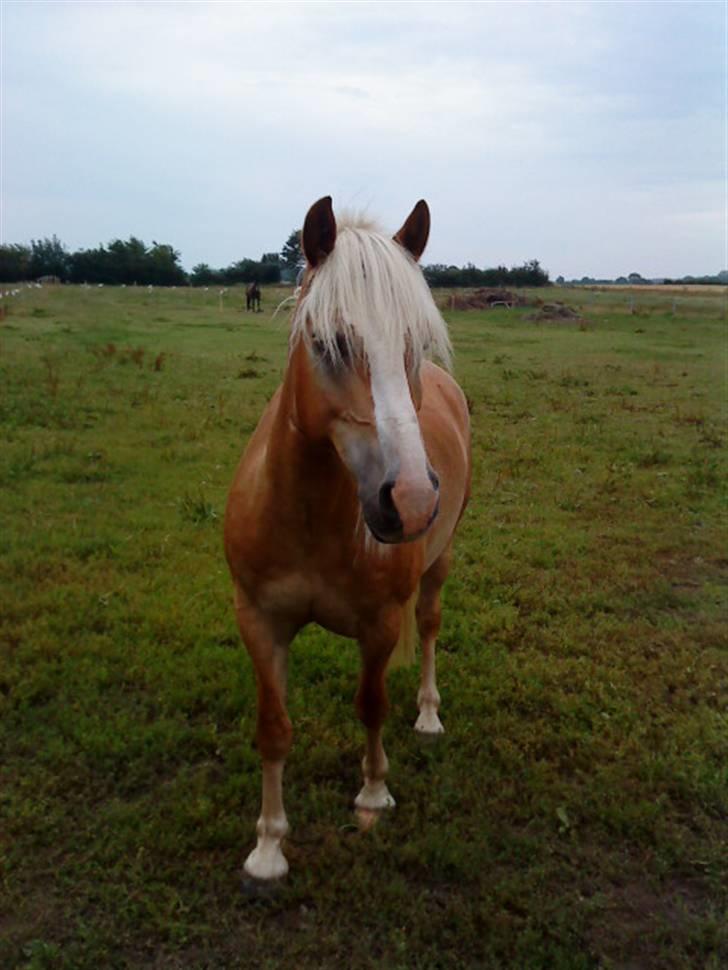 Haflinger Starlight *RIP* - Miin dejlige dreng på folden<3 billede 5