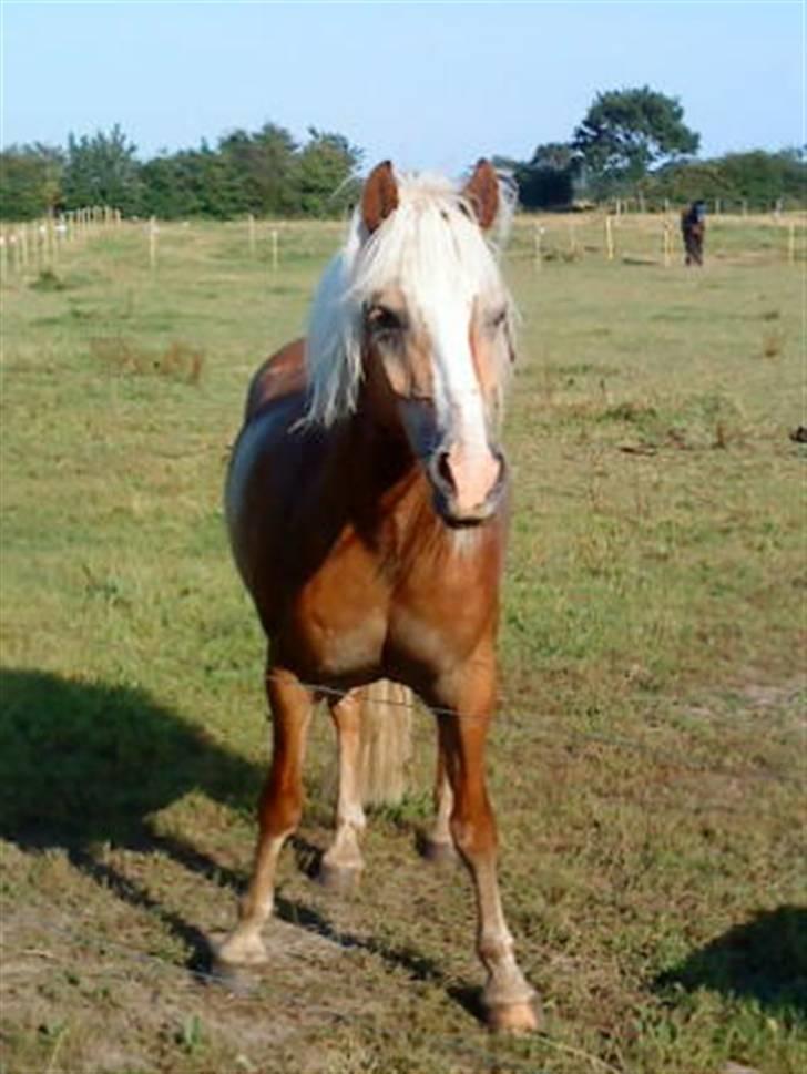 Haflinger Starlight *RIP* - =0) billede 6