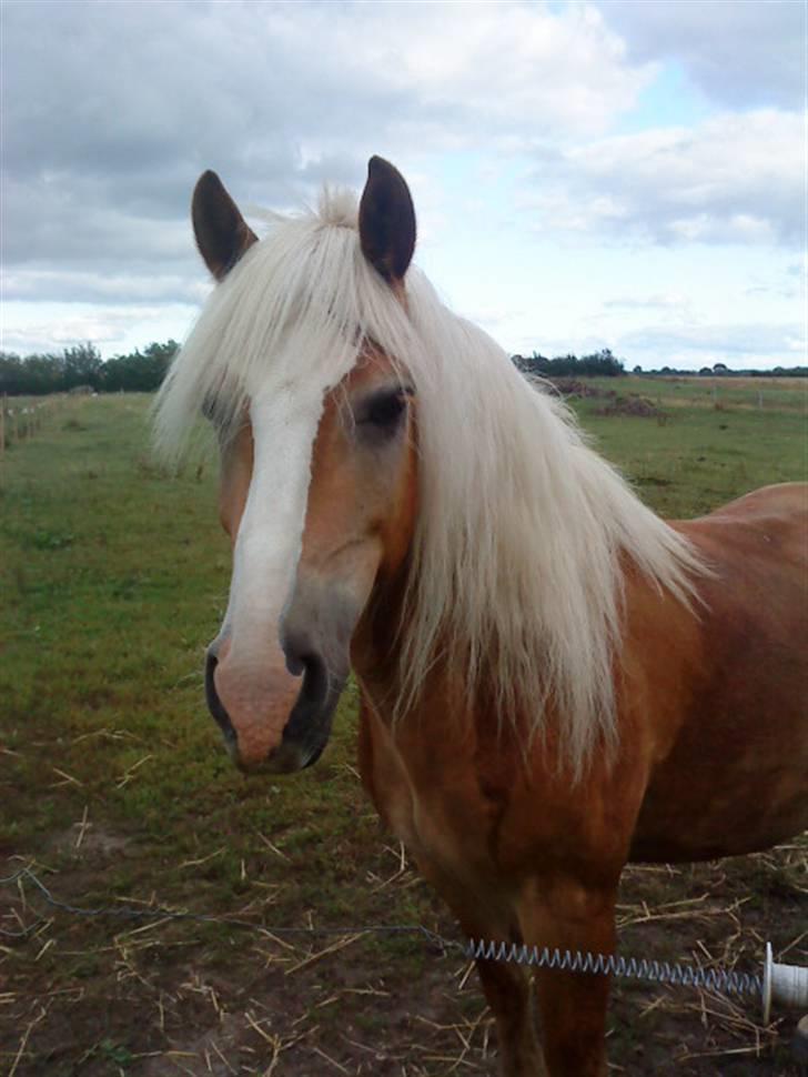 Haflinger Starlight *RIP* - ;) billede 7