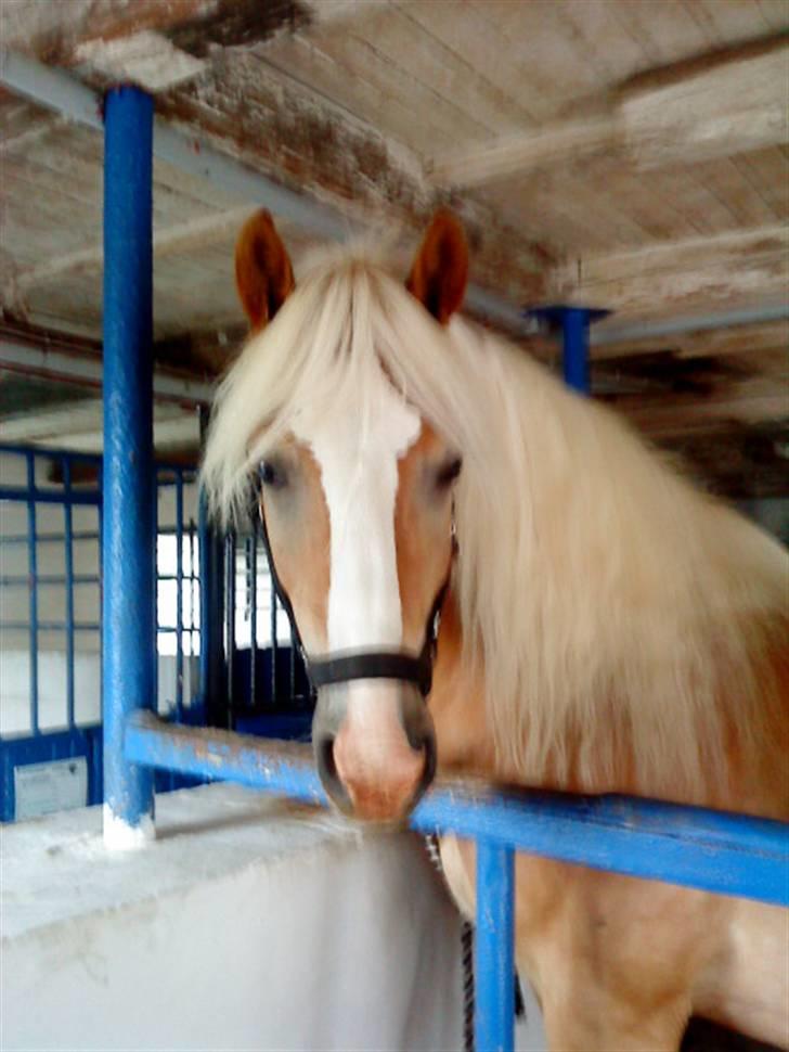 Haflinger Starlight *RIP* - Vi hygger os i stalden<3 billede 8