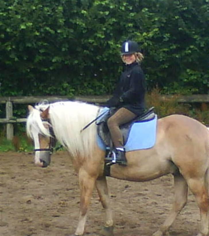 Haflinger Starlight *RIP* - Good boy! billede 9
