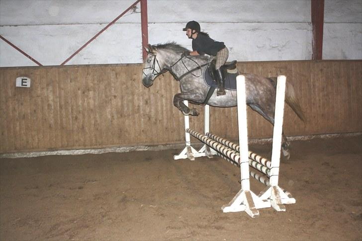 Anden særlig race Ørum´s Ayrton billede 1