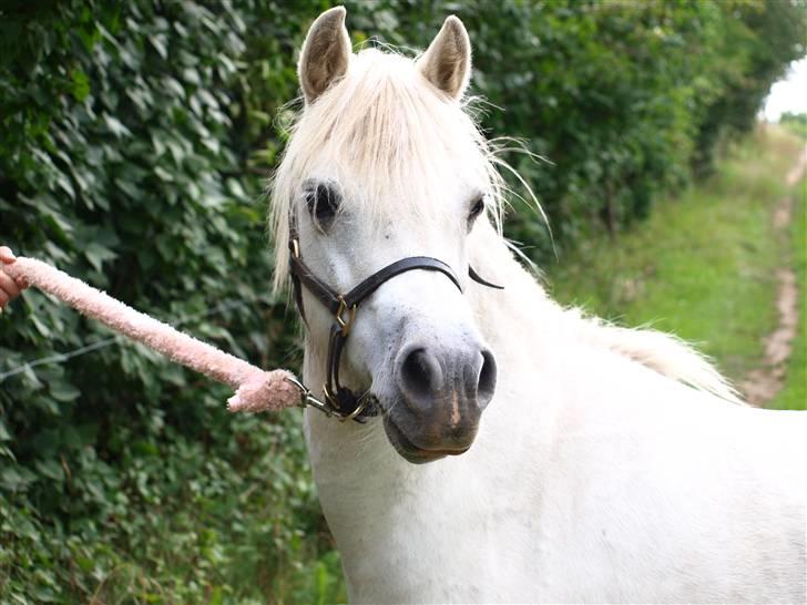 Welsh Mountain (sec A) Cirkeline billede 11