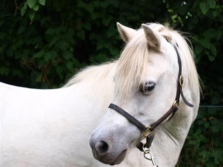 Welsh Mountain (sec A) Cirkeline billede 12